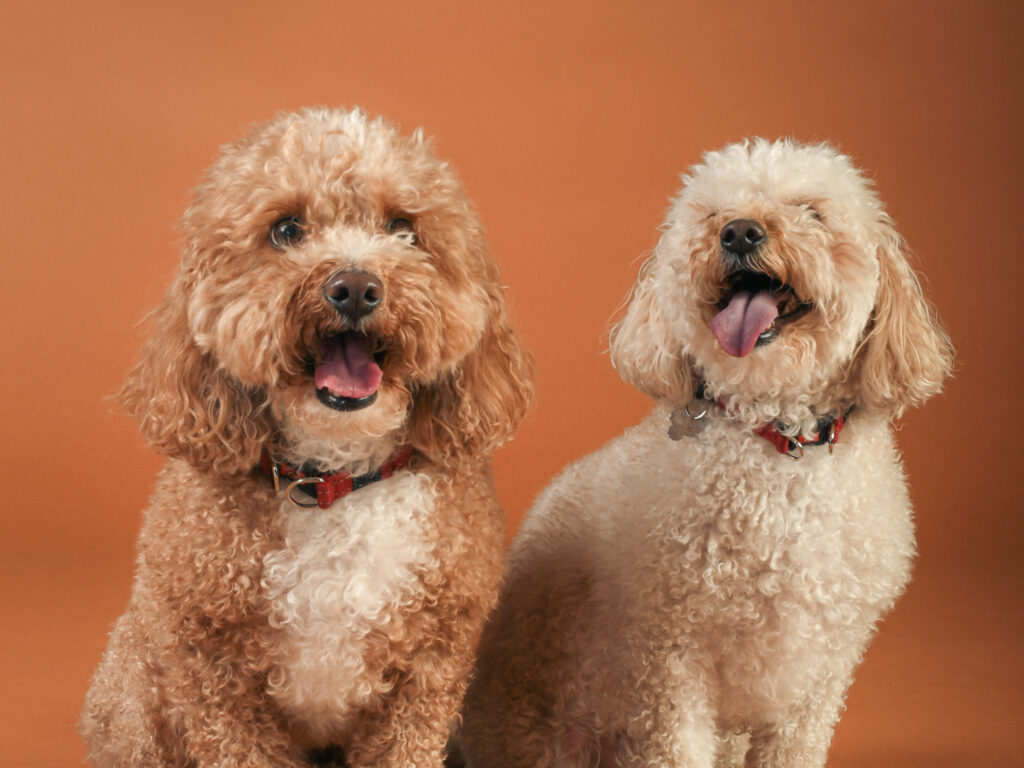 Weston College Photography Students Host Pet Photoshoot for the Public